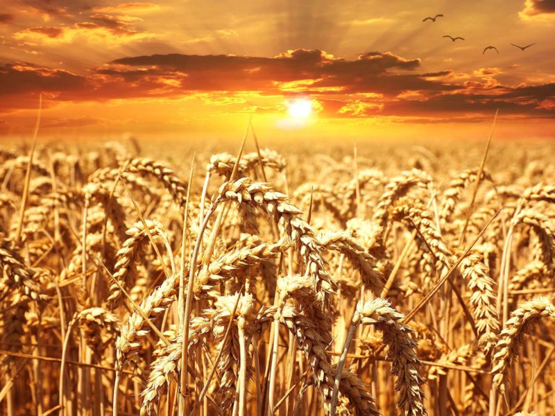 Wheat field at sunset